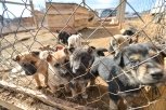Зоозащитники: в чигиринском приюте собаки умирают от голода