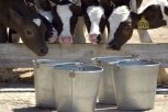 В Приамурье дефицит сахара у дойных коров восполняют  специальной патокой
