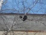 Жительница Приамурья сфотографировала американскую норку на дереве