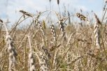 Приамурье намерено реализовывать в Китай по 300 тысяч тонн пшеницы