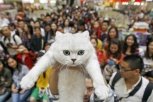 Китайцы скупают кошек и собак в России