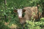 В Приамурье стадо коров потопталось по соевому полю на один миллион рублей