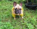 arnold_french_bulldog: к прогулке в дождь готов!