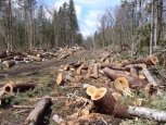 Житель Приамурья вырубил лес на 47 миллионов рублей
