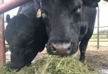 Уникальные на Дальнем Востоке морозостойкие коровы расплодились в Приамурье