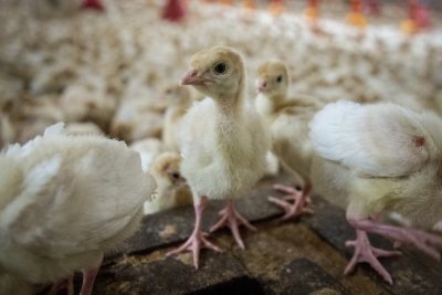 Редкая птица: бывший бизнесмен первым в Приамурье начал выращивать индюков