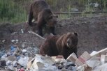Тындинцев напугали десятком медведей на городской свалке (видео)