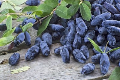 Жимолость: 16 рецептов из вкусной ягоды