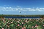 А белый лебедь на пруду: супруги из Ивановки поселят на озере лотосов благородных птиц