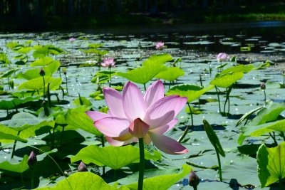 Для лебедей на озере лотосов в Приамурье строится плавучий теремок