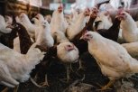 Курица уже не та: от дефицита «охлажденки» амурчан спасает птицефабрика из глубинки