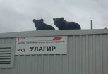 В Зейском районе медвежата забрались на крышу железнодорожного вагончика (видео)
