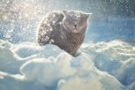 Утро с «Амурской правдой»: снежное цунами, самый длинный шлейф на платье и котенок с двумя мордочкам