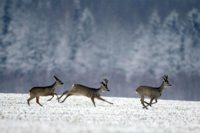 280 тысяч за косулю: амурским браконьерам ужесточили наказание