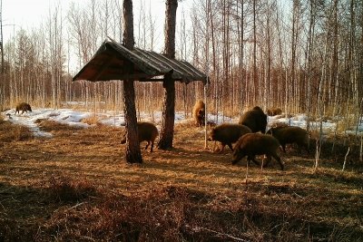 Мандарины на снегу: в Орловском заказнике животных подкармливают цитрусовыми, кукурузой и картошкой