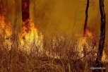 Возле зейского поселка бушует крупный пожар