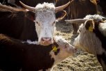 Приамурью надо срочно провакцинировать скот от сибирской язвы