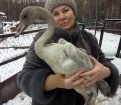 Старатели Тындинского района спасли обреченного на гибель лебедя