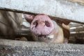 Еще одна вспышка африканской чумы свиней зафиксирована в Китае