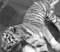 Напавшего на корову тигра застрелили в Хабаровском крае