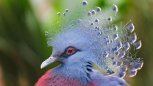Утро с «Амурской правдой»: сколько в мире толстых попугаев и еще 10 удивительных фактов о животных