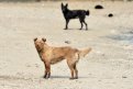 Амурские единороссы подготовили предложения по регулированию численности бродячих собак
