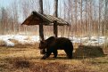 Медведи начали выходить из спячки в самом северном заповеднике Приамурья