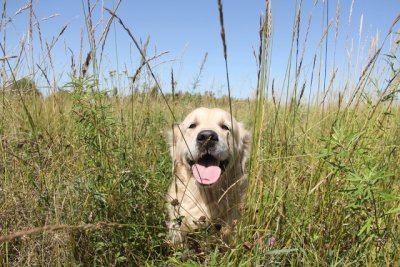 Какие болезни приносят в дом собаки и кошки