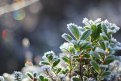 Аномальные заморозки пришли в Приамурье: синоптики прогнозируют холодный июнь