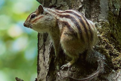 Лето ушло на обед: прогноз погоды в Приамурье