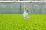 Секреты зелени: почему петрушку нельзя беременным и какая трава понижает давление
