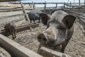 Всех амурских свиней до конца лета поголовно вакцинируют от ящура