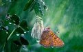 4 полезные привычки и самая редкая бабочка Зейского района: утро с «Амурской правдой»