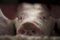 В двух амурских районах вчера уничтожили почти две сотни свиней