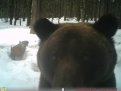 Медвежье селфи: в Зейском заповеднике косолапый сфотографировал себя в ельнике