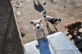 Приюты для пожизненного содержания бездомных собак предлагают построить в Приамурье