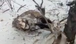 Трупы диких кабанов обнаружены возле села в Архаринском районе