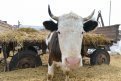 Больные бруцеллезом коровы поступили в Хабаровский край не из Приамурья