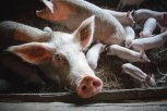 Область после чумы: продавцы мяса выдают привозную свинину за амурскую и прячутся от проверок