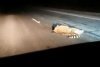 Неизвестный на автобусе сбил амурского тигра в Приморском крае