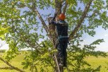 Под крылом энергетиков: в Муравьевском парке установили «домики» для мандаринок и обустроят экотропу