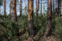 Василий Орлов: «Для восстановления амурских лесов нужно найти новые участки вместо затопленных»
