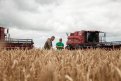 Назло дождям: В Амурской области урожай зерновых больше прошлогоднего в два раза