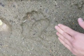 В Свободненском районе медведь напал на собак: на месте дежурят охотники