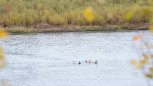 Косуля проплыла: на северной реке Норе завершилась миграция копытных