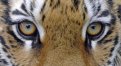 Погиб от пули: эксперты установили причину смерти тигра Павлика