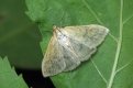 Буровато-серые бабочки лугового мотылька появились в Приамурье в июне прошлого года.