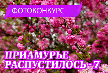https://ampravda.ru/contests/89-priamure-raspustilos-7