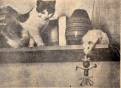 О дружбе кошки и мышки. 1971 год.