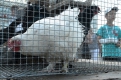 Хозяин куриного двора из Серышевского района Евгений Курников привез кур, уток и голубей.